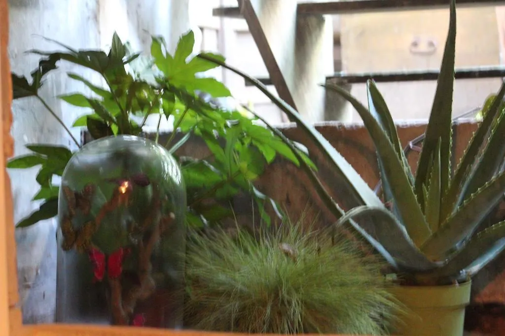 Bed & Breakfast B&B Petit Paris Amsterdam Netherlands